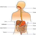 Components of the Digestive System