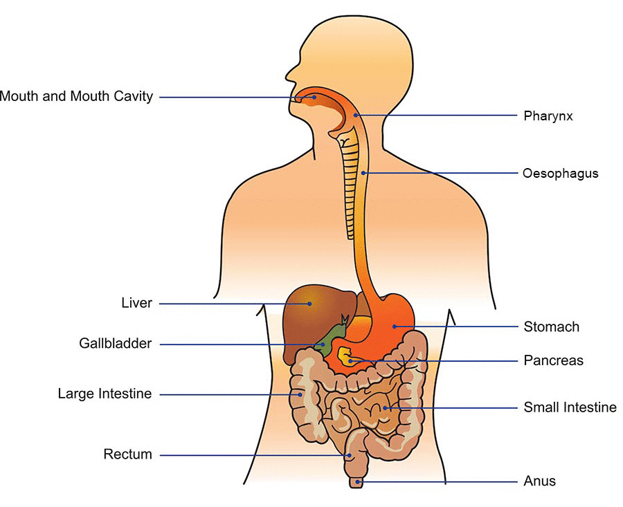 components-of-the-digestive-system-king-of-worldwide-news